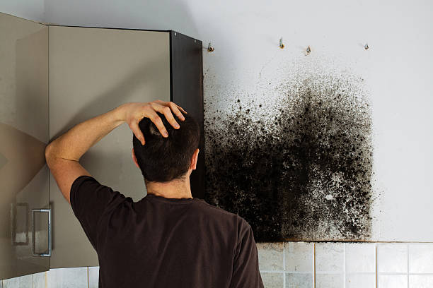 Why You Should Choose Our Mold Remediation Services in Woodacre, CA